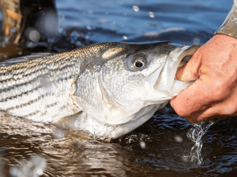 best fishing rod and spinning reel combo Best All Around Fishing Rod & Reel Combo  KastKing