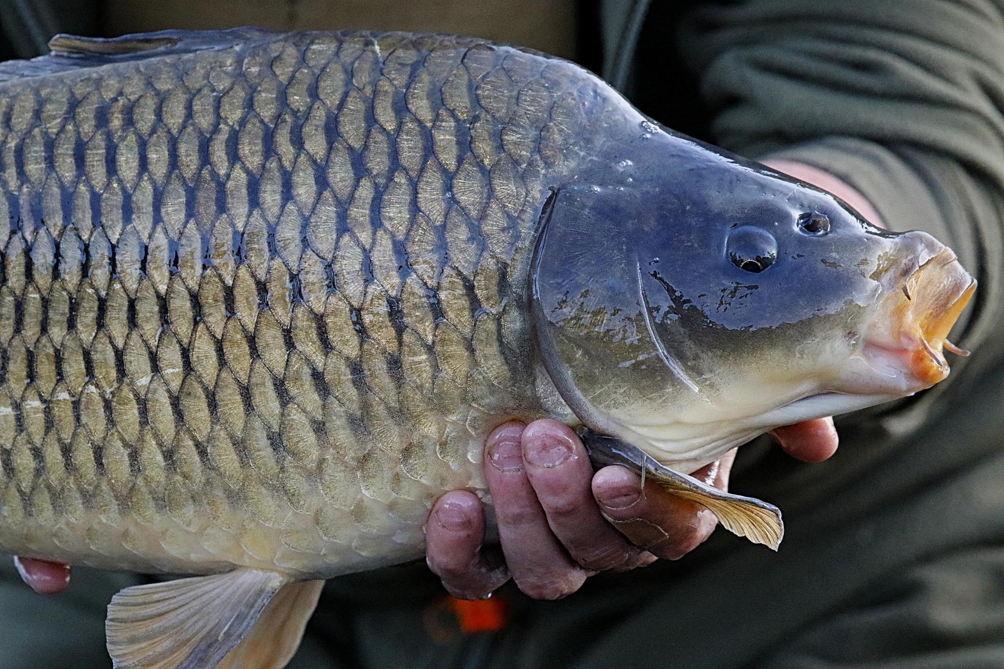 How to Catch Carp: Ultimate Guide, Tips & Techniques
